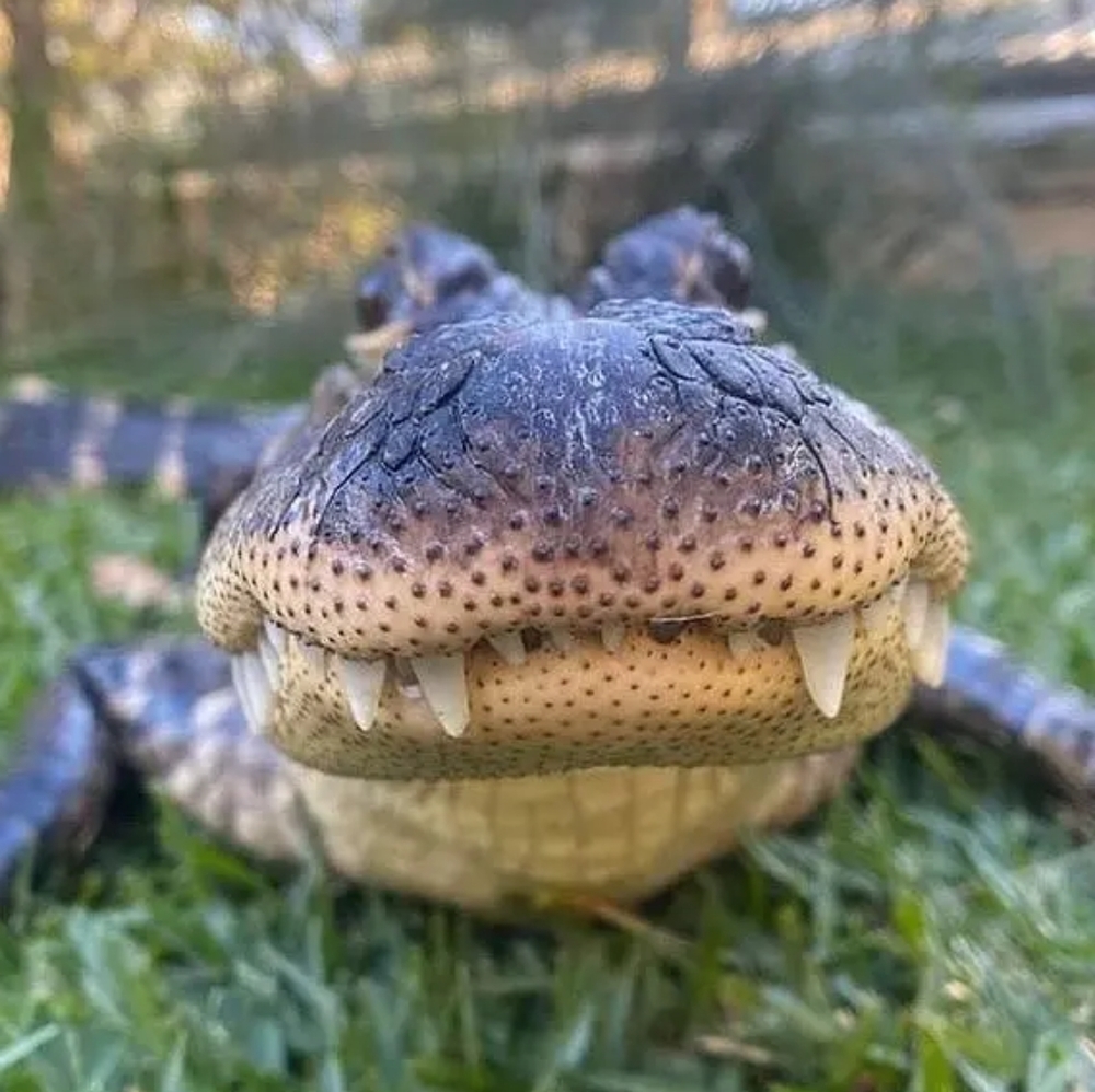 Meet your Posher, Austin